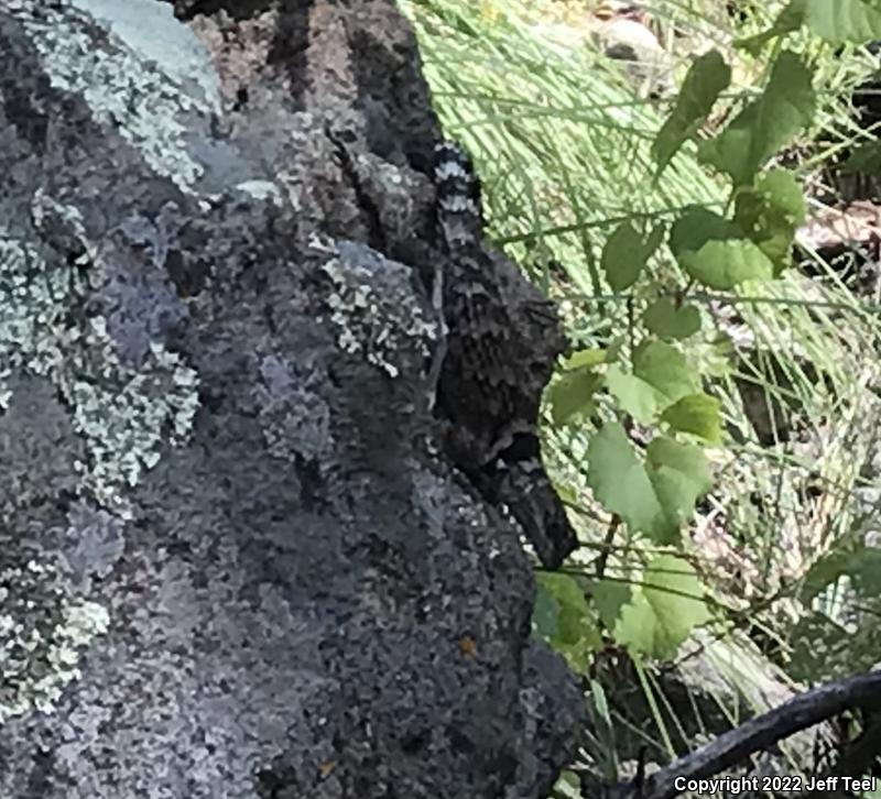 New Mexico Crevice Spiny Lizard (Sceloporus poinsettii poinsettii)