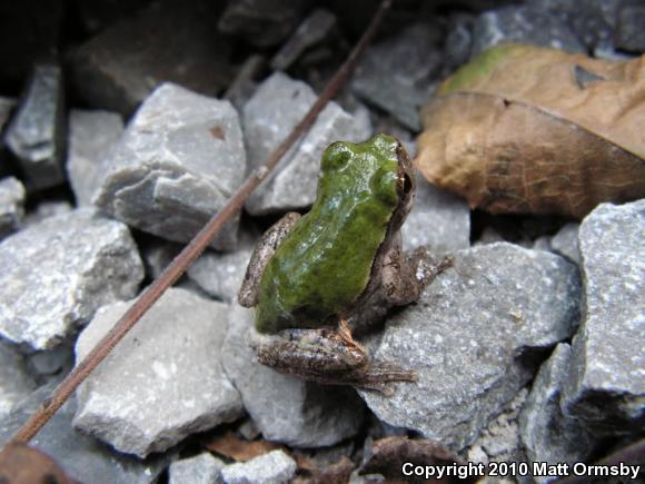 Bird-voiced Treefrog (Hyla avivoca)