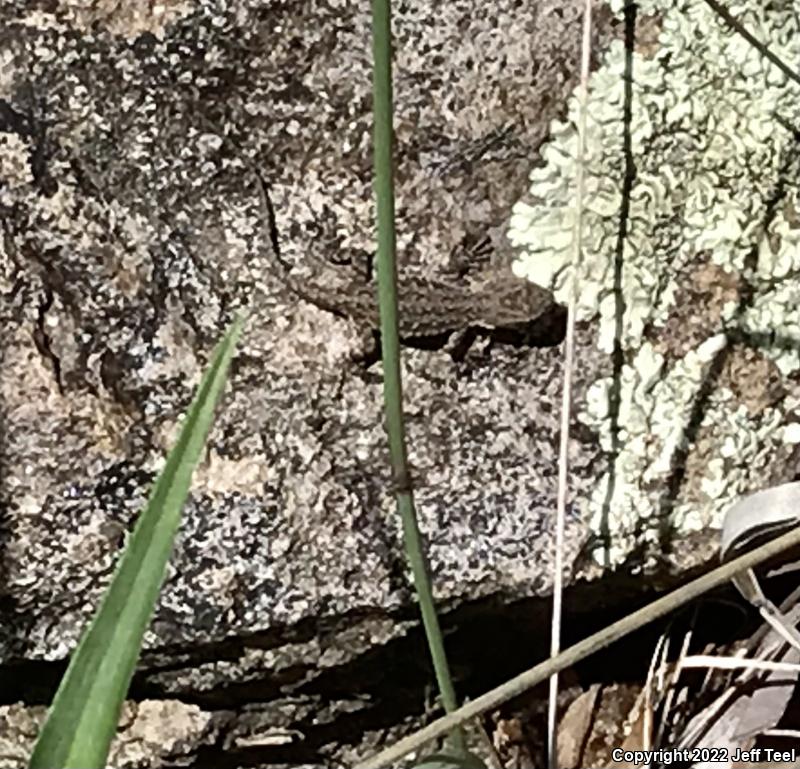 Schott's Tree Lizard (Urosaurus ornatus schottii)