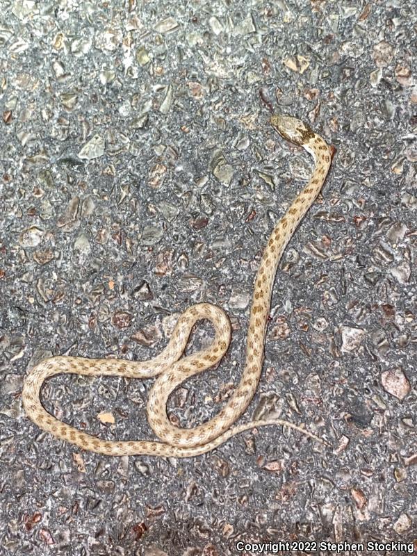 Desert Nightsnake (Hypsiglena chlorophaea deserticola)