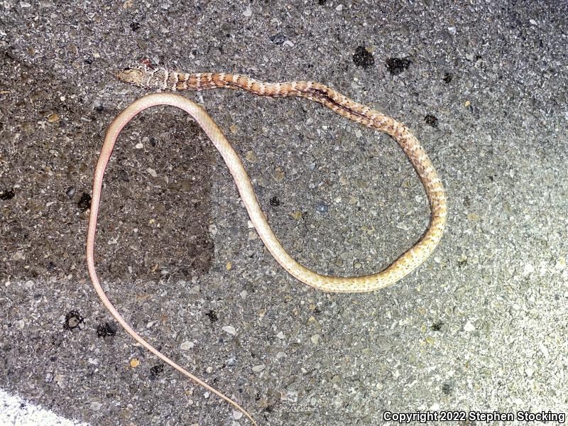 Red Racer (Coluber flagellum piceus)