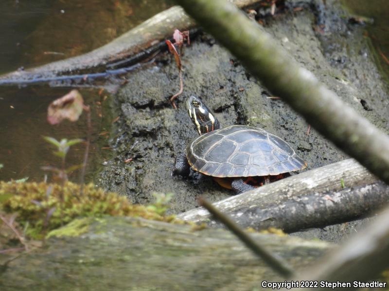 Eastern Painted Turtle (Chrysemys picta picta)