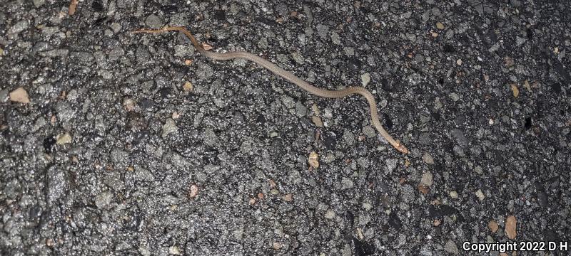 Northern Red-bellied Snake (Storeria occipitomaculata occipitomaculata)