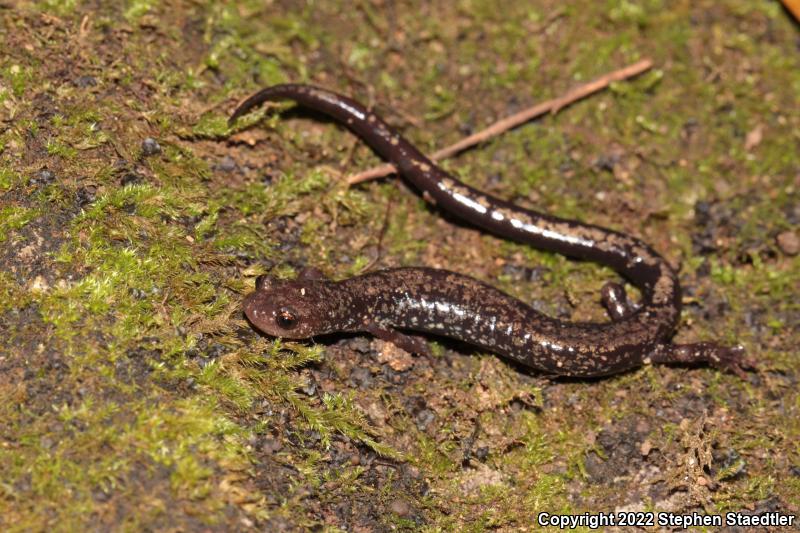 Peaks Of Otter Salamander (Plethodon hubrichti)