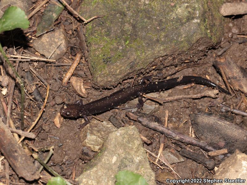 Peaks Of Otter Salamander (Plethodon hubrichti)