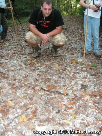 Western Cottonmouth (Agkistrodon piscivorus leucostoma)