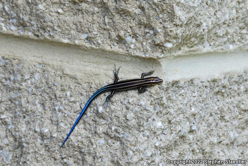 Five-lined Skink (Plestiodon fasciatus)