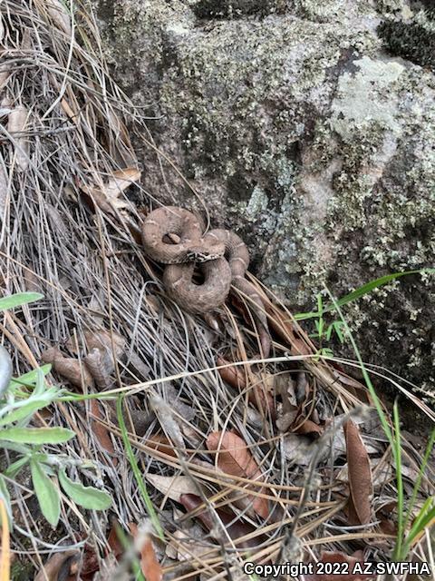 Arizona Ridge-nosed Rattlesnake (Crotalus willardi willardi)