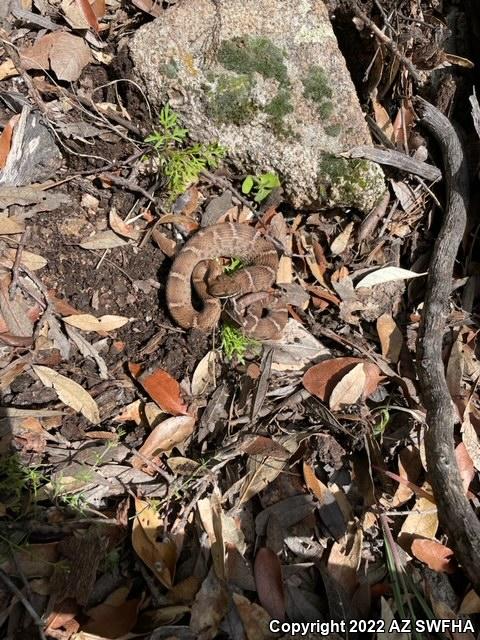 Arizona Ridge-nosed Rattlesnake (Crotalus willardi willardi)