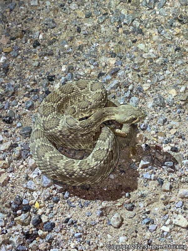 Mohave Rattlesnake (Crotalus scutulatus scutulatus)