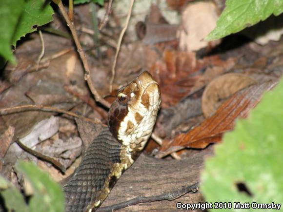 Western Cottonmouth (Agkistrodon piscivorus leucostoma)