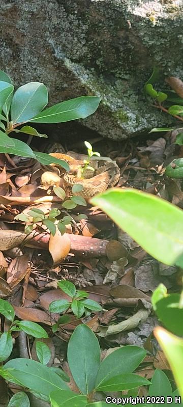 Timber Rattlesnake (Crotalus horridus)