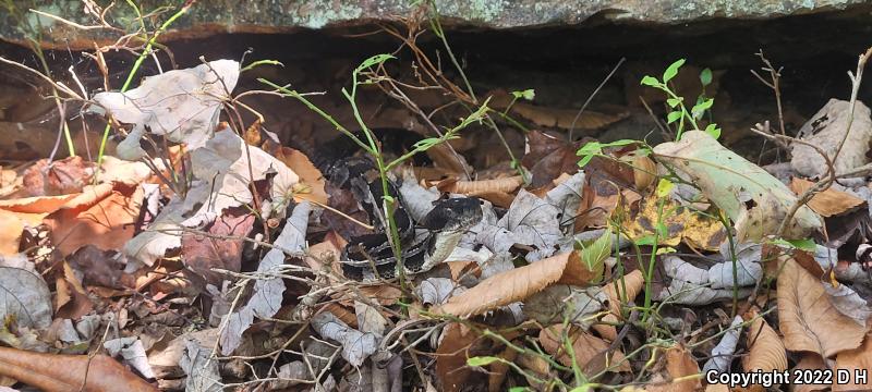 Timber Rattlesnake (Crotalus horridus)