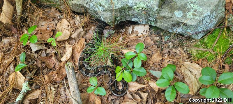 Timber Rattlesnake (Crotalus horridus)