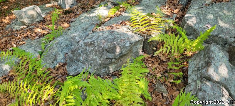 Timber Rattlesnake (Crotalus horridus)