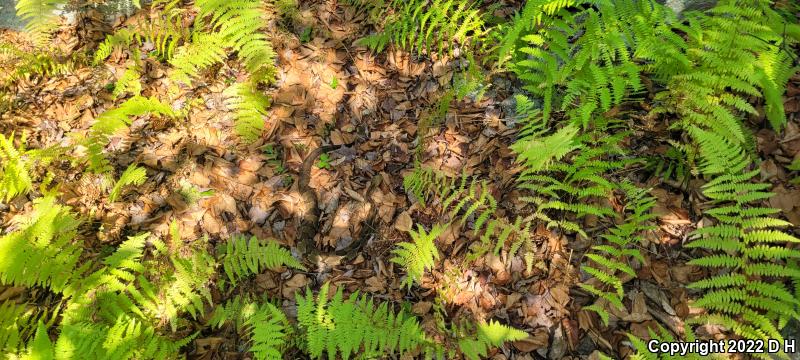 Timber Rattlesnake (Crotalus horridus)