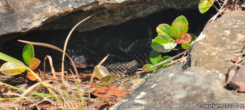 Timber Rattlesnake (Crotalus horridus)