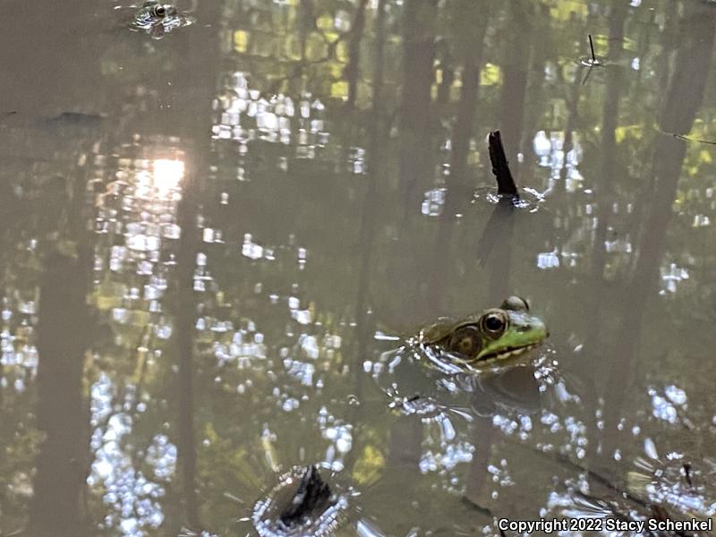 Green Frog (Lithobates clamitans)