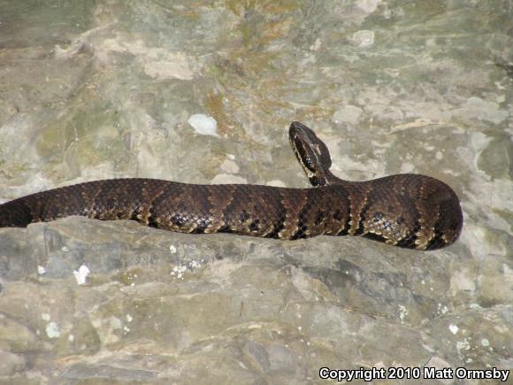 Western Cottonmouth (Agkistrodon piscivorus leucostoma)