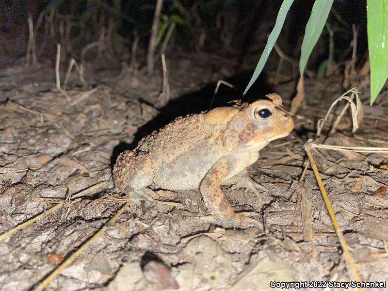 American Toad (Anaxyrus americanus)