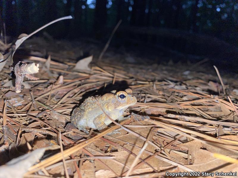 American Toad (Anaxyrus americanus)