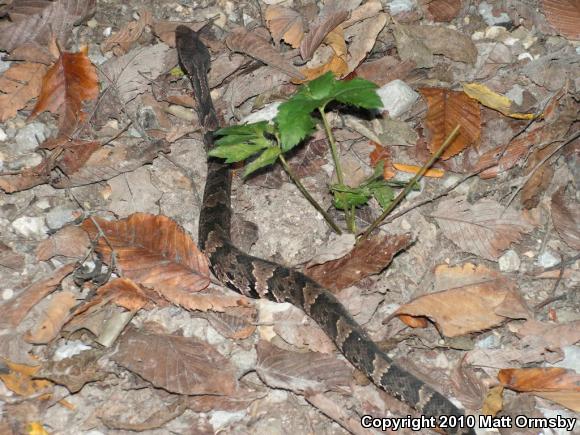 Western Cottonmouth (Agkistrodon piscivorus leucostoma)