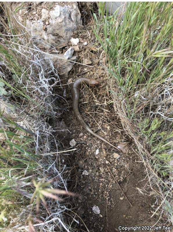 Western Redtail Skink (Plestiodon gilberti rubricaudatus)