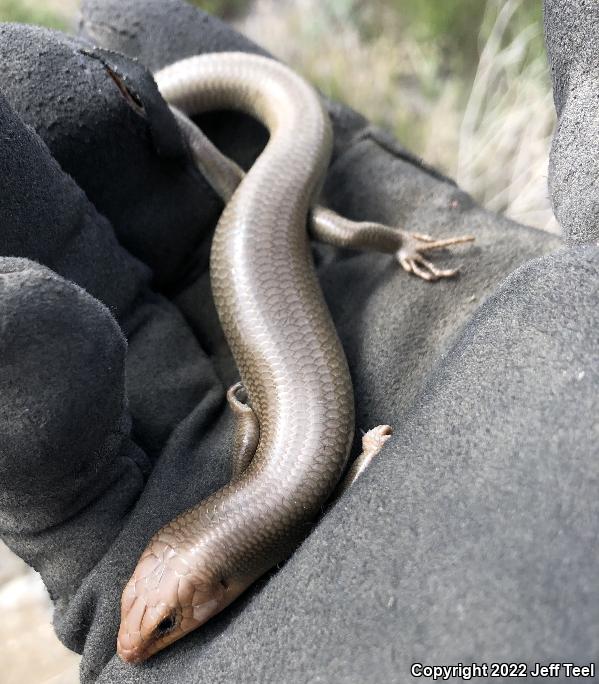 Western Redtail Skink (Plestiodon gilberti rubricaudatus)