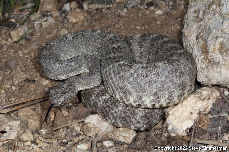 Tiger Rattlesnake (Crotalus tigris)