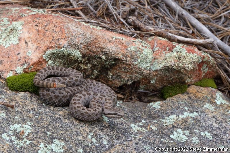 Twin-spotted Rattlesnake (Crotalus pricei)