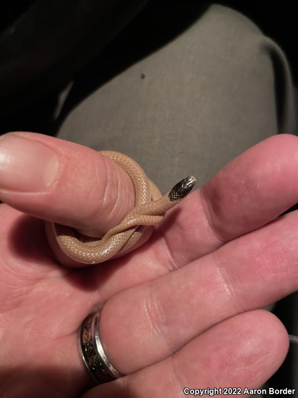 Plains Black-headed Snake (Tantilla nigriceps)