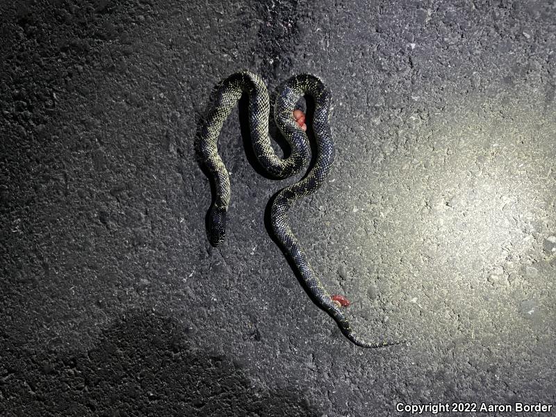 Desert Kingsnake (Lampropeltis getula splendida)