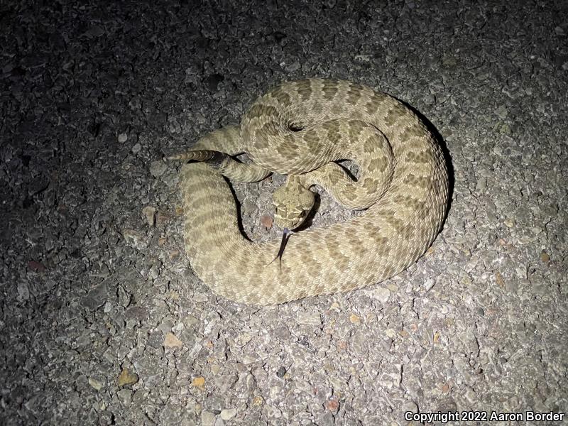 Prairie Rattlesnake (Crotalus viridis)