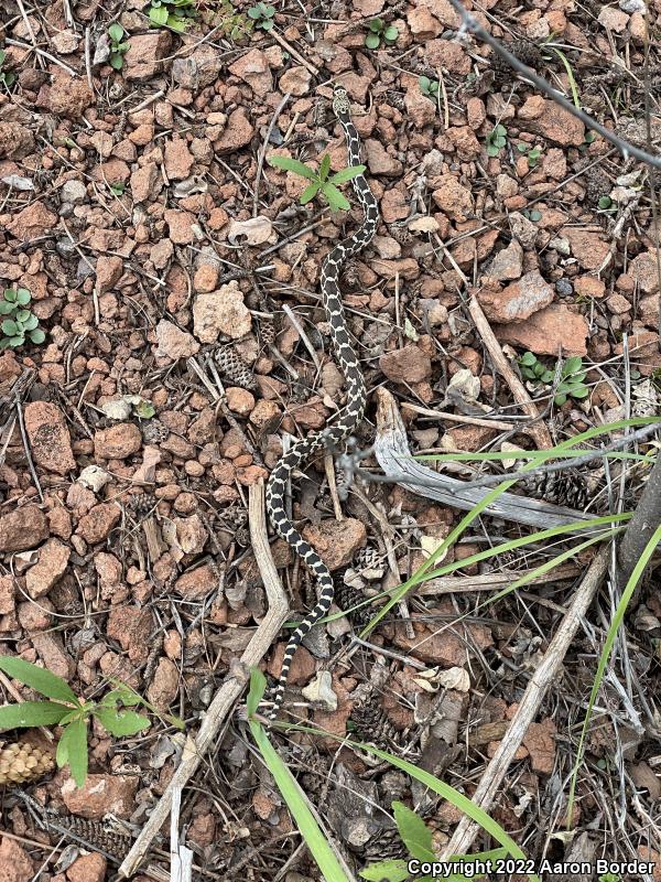 Sonoran Gopher Snake (Pituophis catenifer affinis)