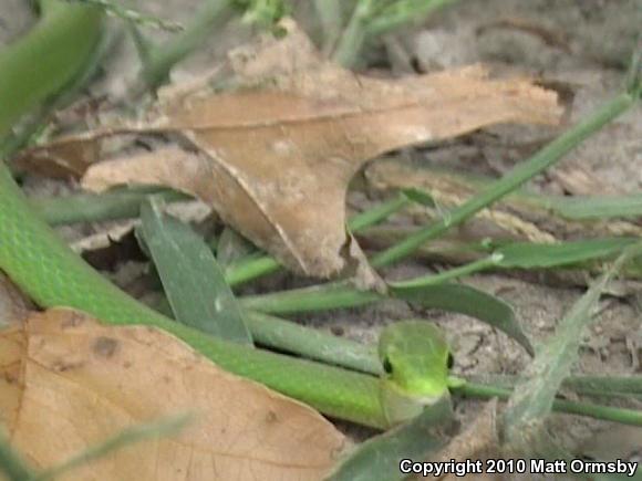 Northern Rough Greensnake (Opheodrys aestivus aestivus)