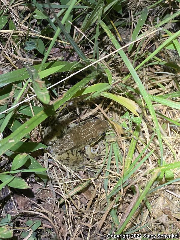 Green Frog (Lithobates clamitans)