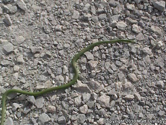 Northern Rough Greensnake (Opheodrys aestivus aestivus)