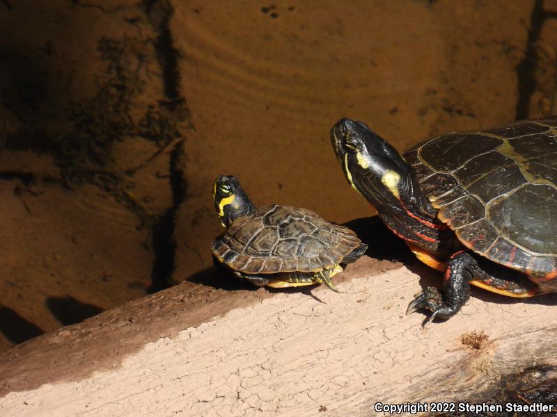 Yellow-bellied Slider (Trachemys scripta scripta)