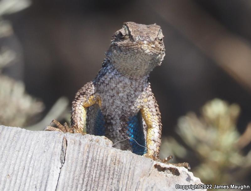 Coast Range Fence Lizard (Sceloporus occidentalis bocourtii)