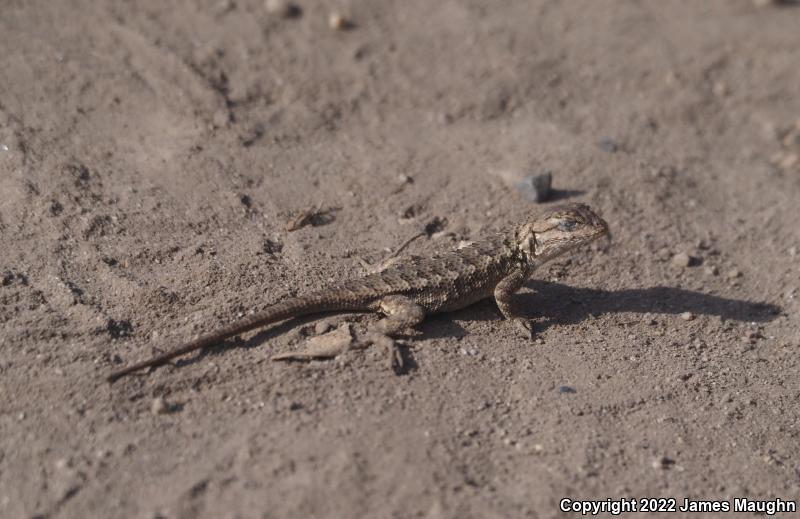 Coast Range Fence Lizard (Sceloporus occidentalis bocourtii)