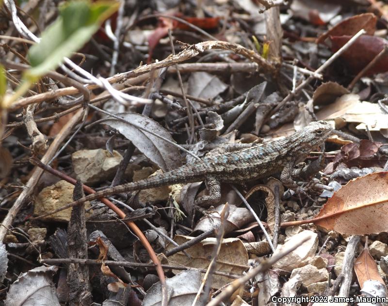 Coast Range Fence Lizard (Sceloporus occidentalis bocourtii)