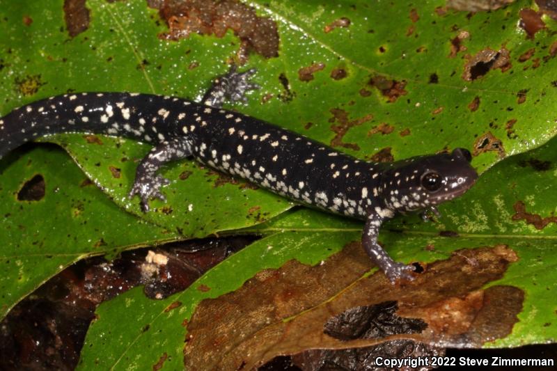 Mississippi Slimy Salamander (Plethodon mississippi)