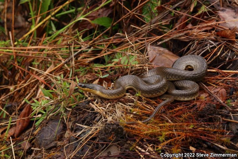 Glossy Crayfish Snake (Regina rigida)