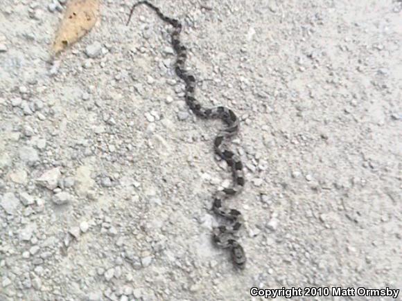 Black Ratsnake (Pantherophis obsoletus)