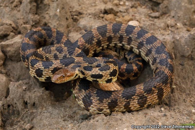 Western Foxsnake (Pantherophis vulpinus)