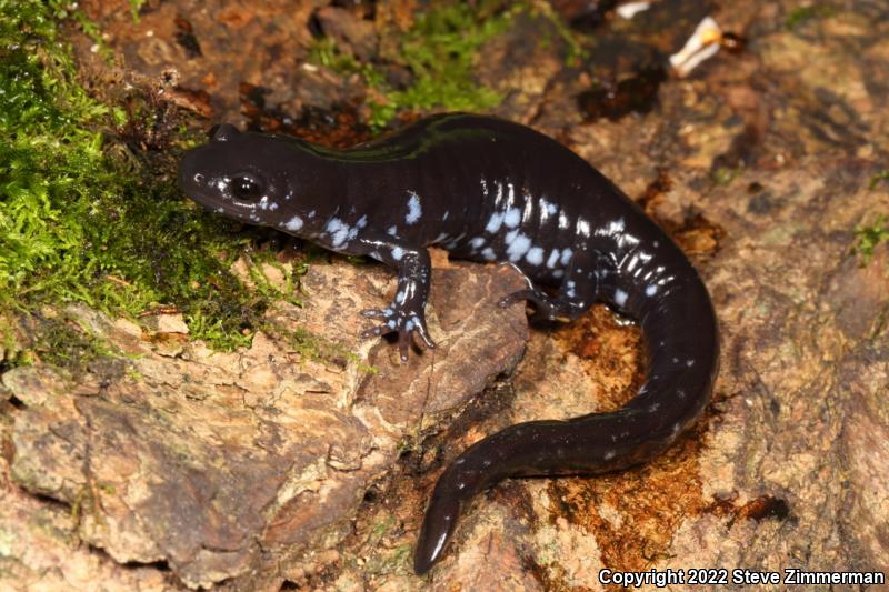 Blue-spotted Salamander (Ambystoma laterale)