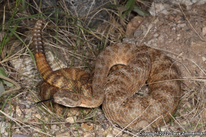 Tiger Rattlesnake (Crotalus tigris)