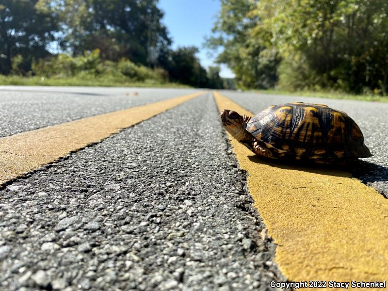 Eastern Box Turtle (Terrapene carolina carolina)