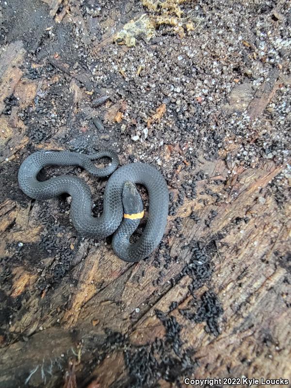 Ring-necked Snake (Diadophis punctatus)