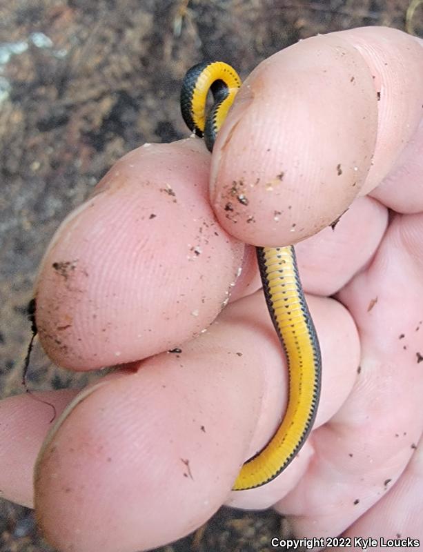 Ring-necked Snake (Diadophis punctatus)